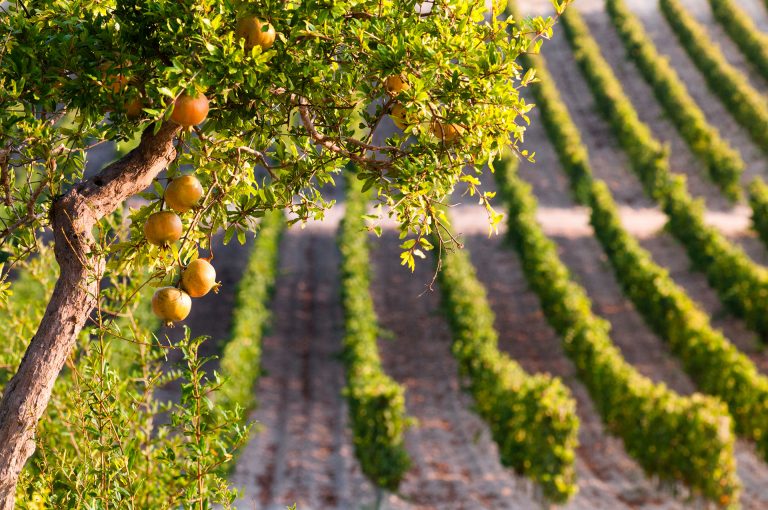 Planeta: tutta la Sicilia in sei vini da vitigni autoctoni