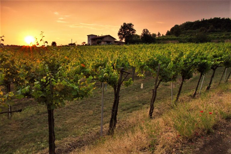 “Organic and biodynamic agriculture are the future” says WWF Italy