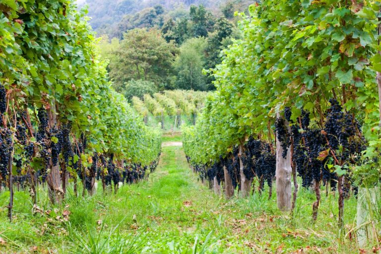 Boca Vigna Cristiana: verticale del Nebbiolo che guarda Milano
