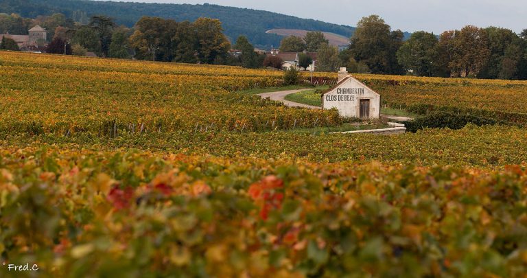 Il terroir esiste: lo conferma uno studio pubblicato su Nature