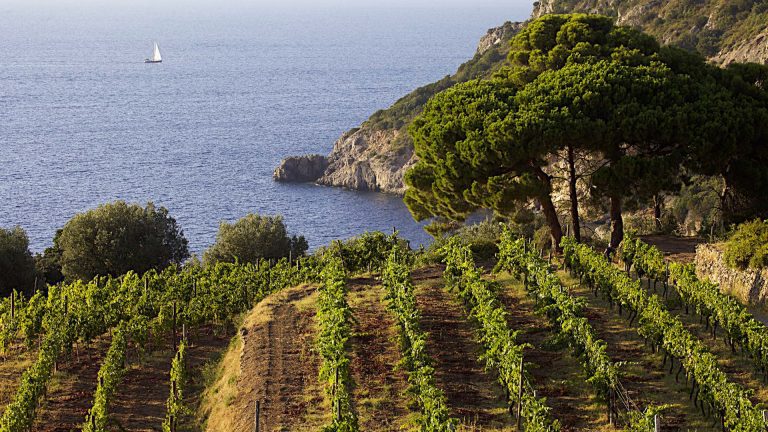 Save the date: la Toscana del vino riparte con Anteprima Costa Toscana