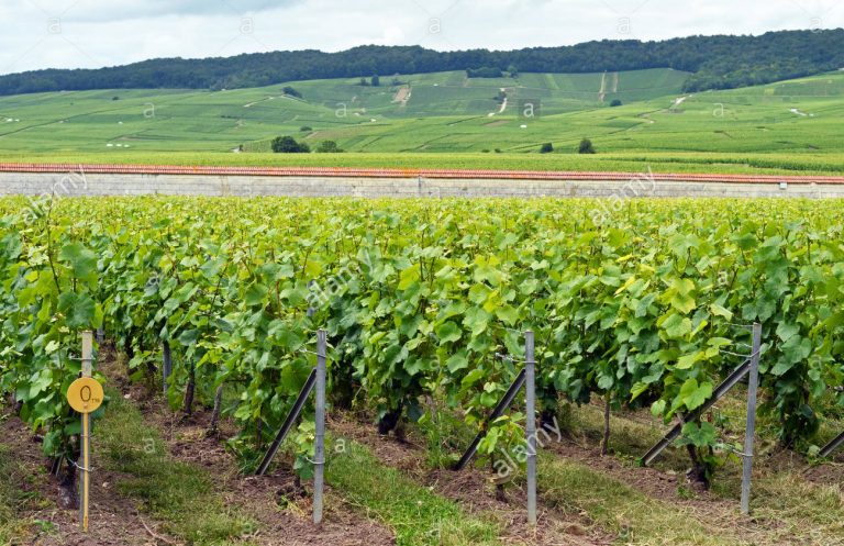 La nuova cantina di Krug nel cuore del Clos d’Ambonnay