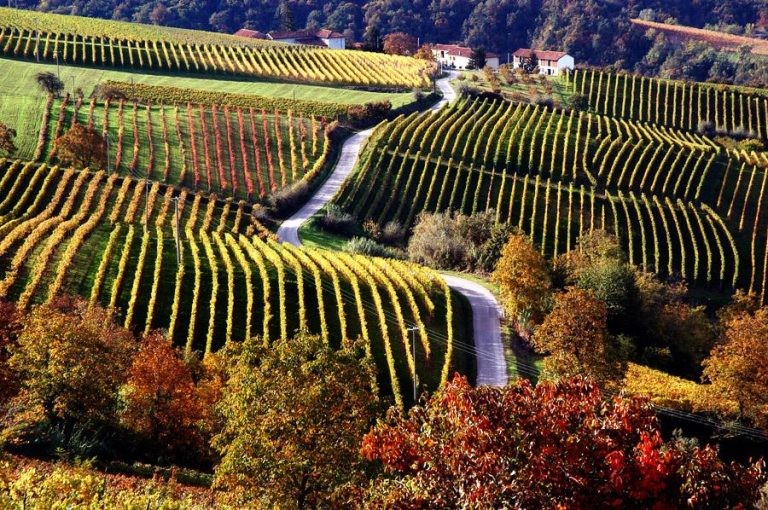 Barolo, Barbaresco e Roero: quattro aziende che fanno vini senza tempo
