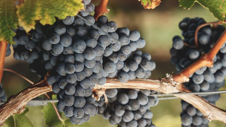 Il futuro dei Supertuscans è nel Cabernet Franc: lo dice l’enologo di Ornellaia