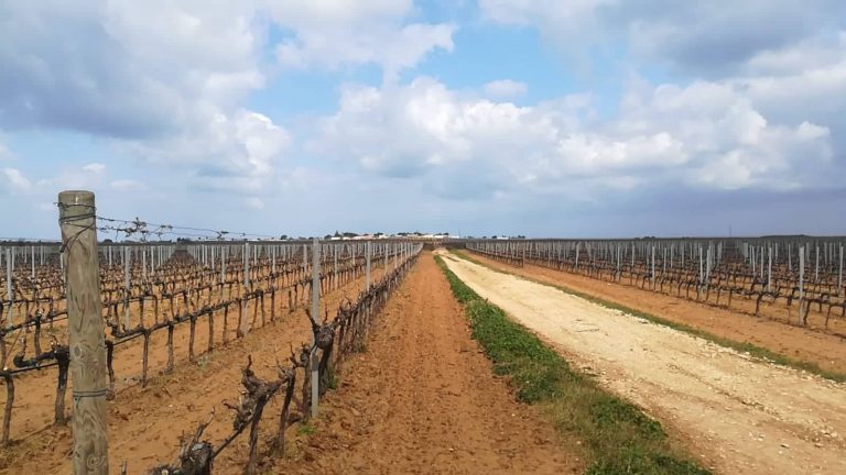 Tre Bicchieri Gambero Rosso 2022: i vini premiati dalla Puglia
