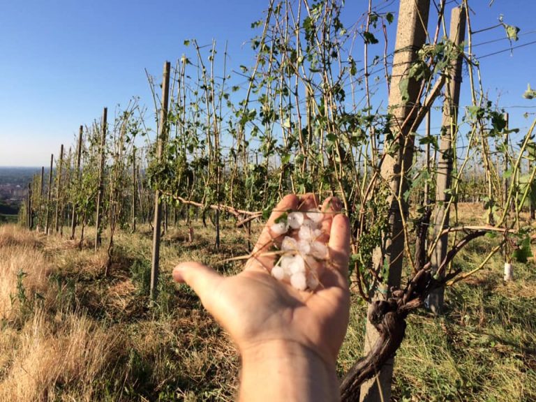 Emergenza grandine: danni gravi alle uve in molte zone del Nord Italia