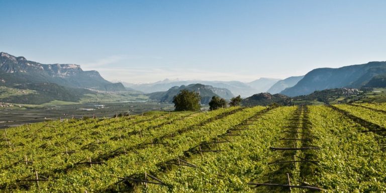 Un noto produttore altoatesino lancia il suo primo spumante senza alcol