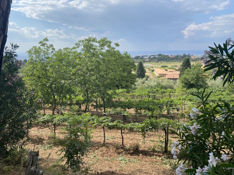 Casal Pilozzo: la leggenda dei vini immortali prodotti a due passi da Roma