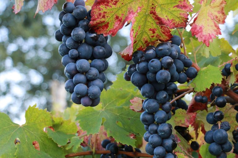 Save the date: Beviamoci Sud, i vini del Sud Italia in una grande degustazione a Roma