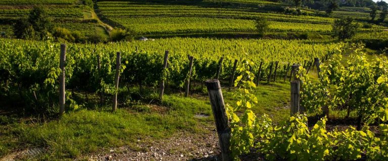 Tre Bicchieri Gambero Rosso 2022: i vini premiati del Friuli Venezia Giulia