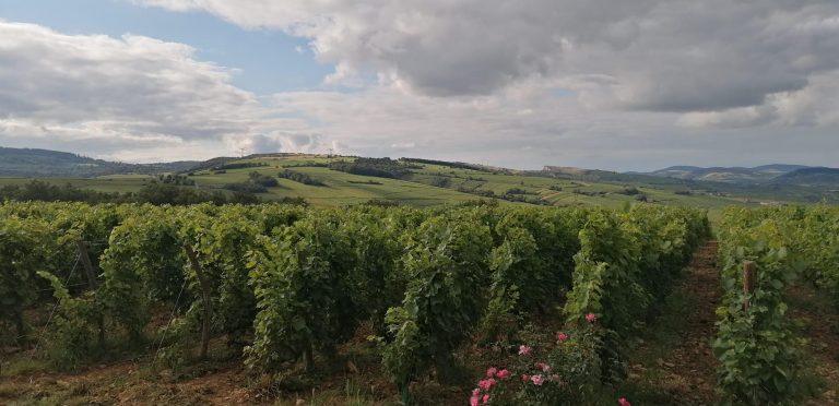 Chateau des Rontets: vini abbordabili dall’altra Borgogna
