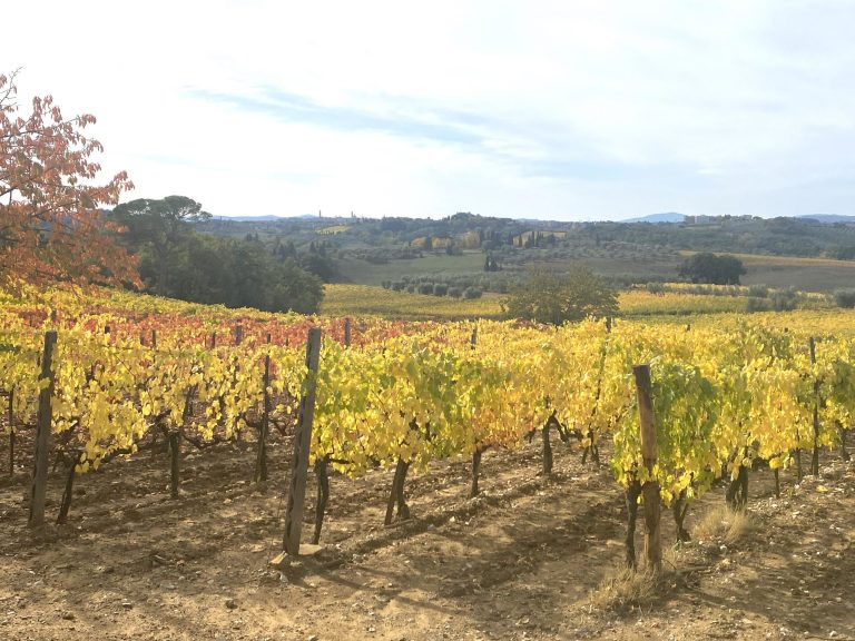 Il Chianti Classico di Castelnuovo Berardenga: cinque aziende stupende a due passi da Siena