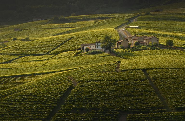 Ecco i migliori Barolo 2022 da Grandi Langhe