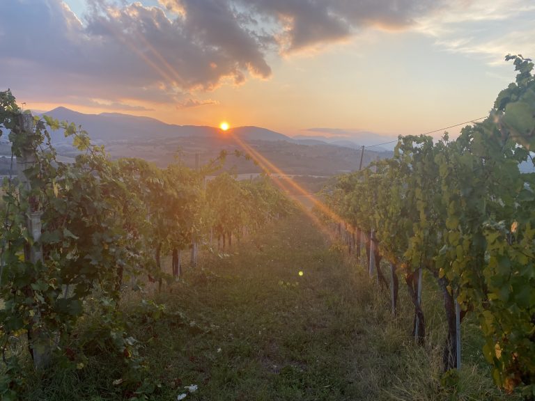 Verdicchio di Matelica: sette vini eccellenti a rapporto qualità-prezzo