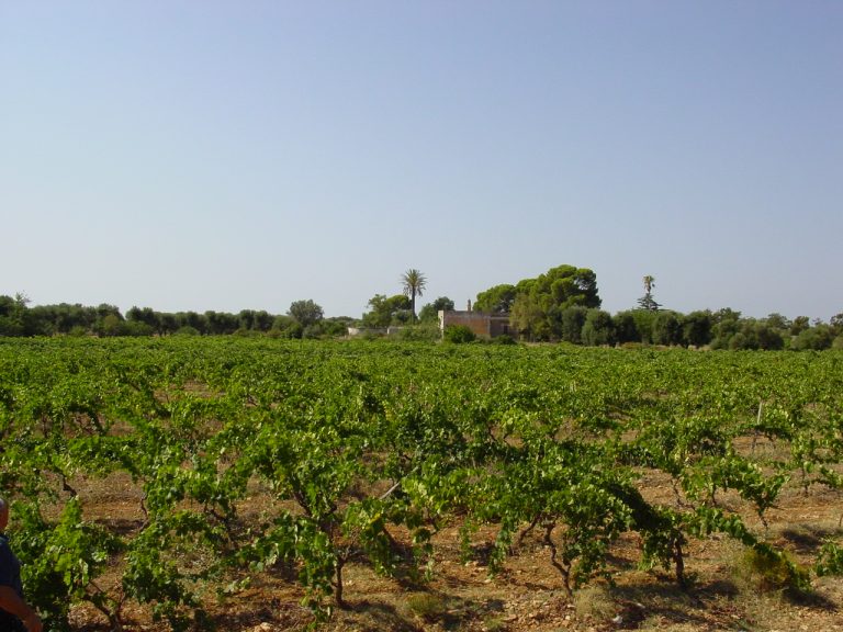 E’ pugliese il vino più premiato d’Italia