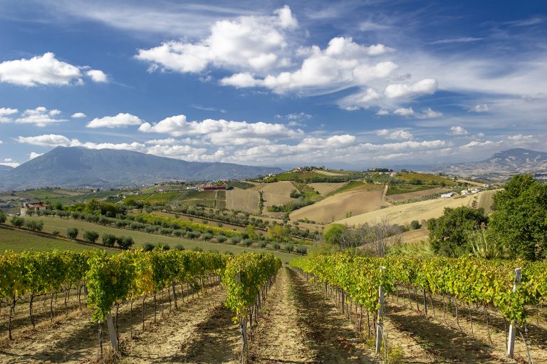 Il Montepulciano dal rosso al Cerasuolo: dieci etichette eccellenti dalle Collline Teramane