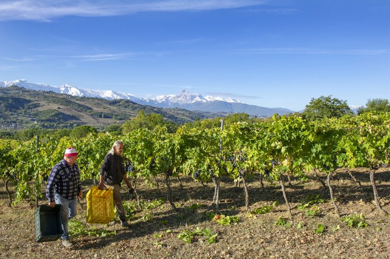 Ecco i migliori Montepulciano d’ Abruzzo Colline Teramane delle ultime annate