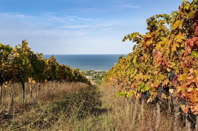 Il vino abruzzese cambia volto: nascono nuove DOC e viene introdotta la tipologia superiore