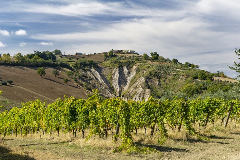 L’ Abruzzo dei piccoli vignaioli: otto vini eccellenti per scoprire la rivoluzione green