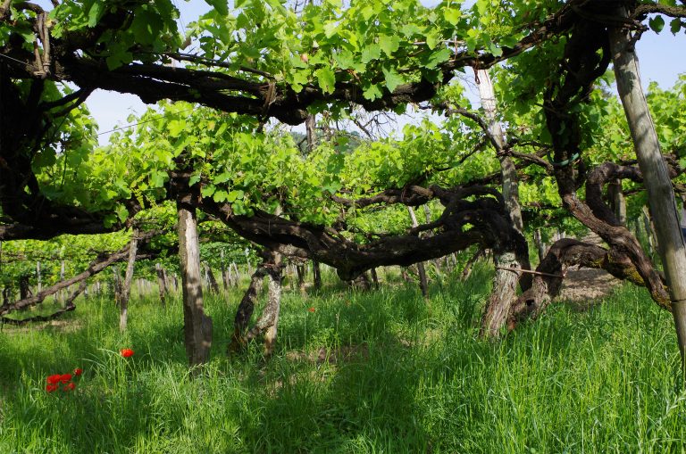 Quanto Costa un Ettaro di Vigna in Italia? I Dati Regione per Regione