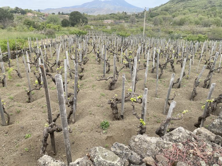 Il patron di Diesel ha rilevato una quota di una delle aziende più importanti della Sicilia