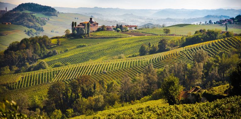 La siccità rischia di compromettere la vendemmia: l’allarme dei produttori di Barbera d’Asti