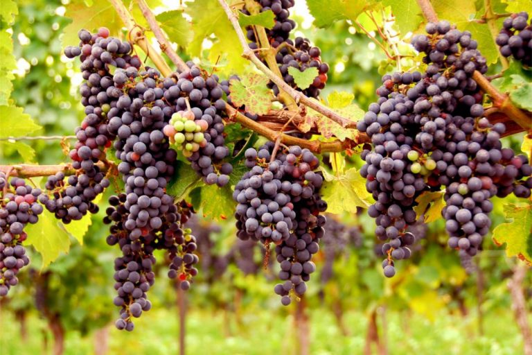 Montefalco dal Sagrantino al Trebbiano Spoletino: i migliori vini delle ultime annate