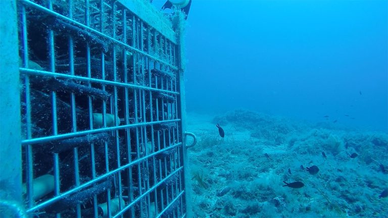Per la prima volta il vino dell’Etna sarà affinato in mare
