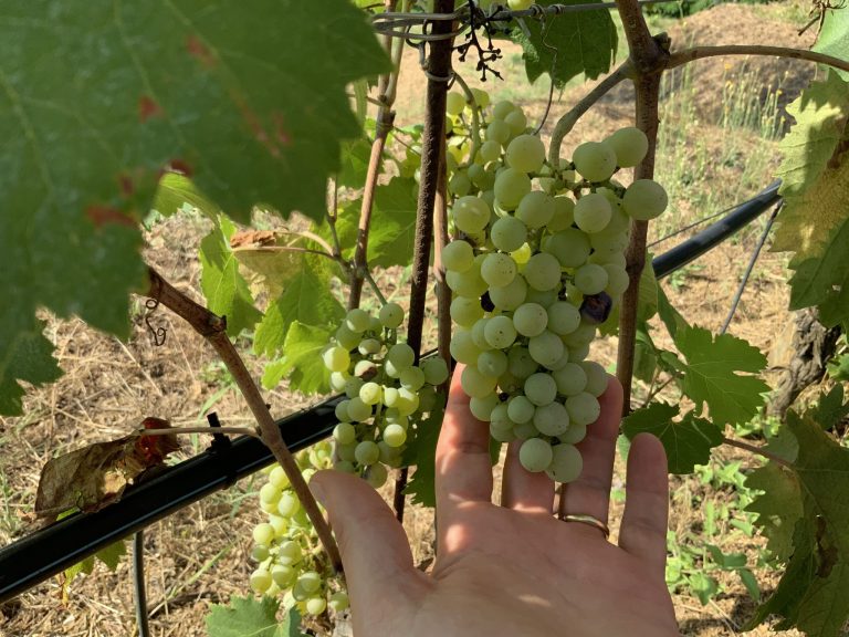 L’Unione Europea blinda il Vermentino: potranno chiamarsi così solo i vini italiani