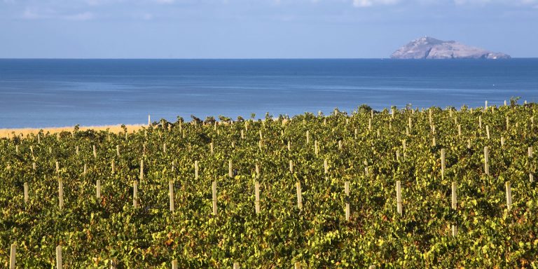 Carignano del Sulcis: tre vini sorprendenti per scoprire il grande rosso di Sardegna