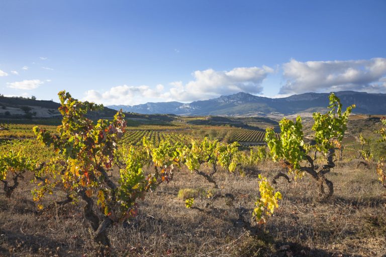 La Spagna dal Tempranillo alla Garnacha: otto vini eccezionali da Barcelona Wine Week