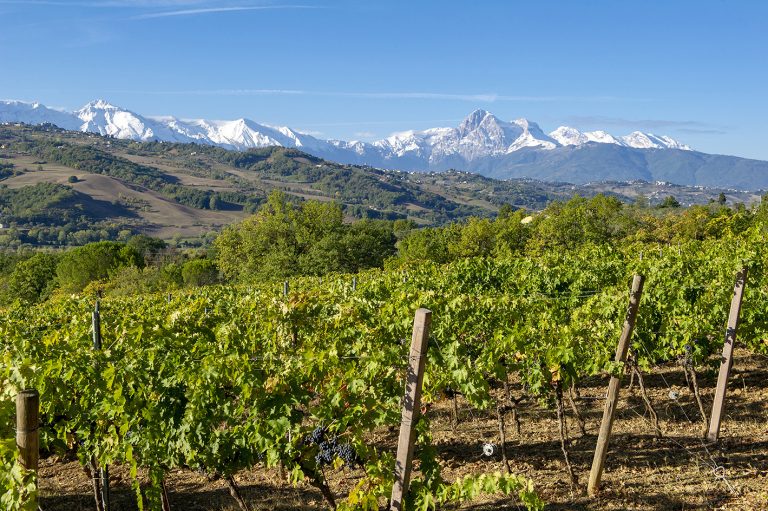 Montepulciano d’ Abruzzo Colline Teramane: i migliori vini della prima DOCG d’ Abruzzo