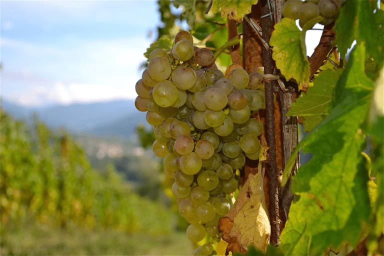Timorasso: dieci vini imperdibili da Derthona Due.Zero