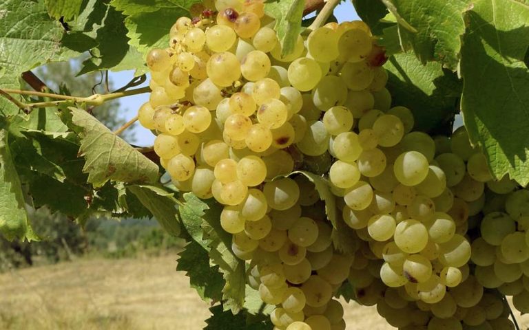 Montefalco dal Rosso al Trebbiano Spoletino: dieci vini da non perdere