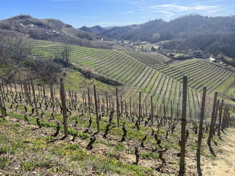 Piedmontese discoveries: four under-the-radar wines worth seeking out