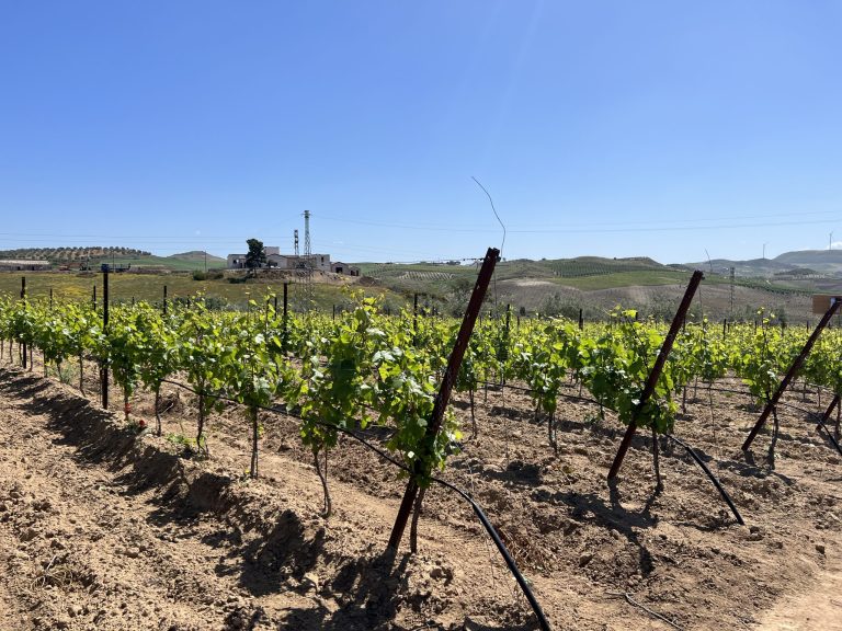 Tre Bicchieri Gambero Rosso 2024: i vini premiati della Sicilia