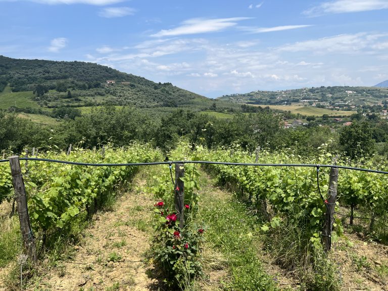 La Campania dall’ Irpinia al Cilento: sette cantine da scoprire