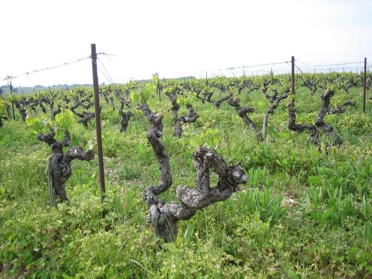 La Puglia del vino raccontata su Decanter Premium