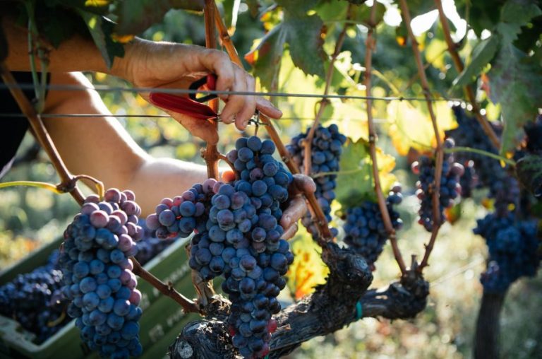 La guida ai vitigni autoctoni siciliani su Decanter Premium