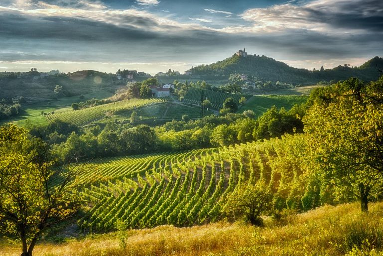 I migliori Gavi da bere subito o lasciare ad invecchiare