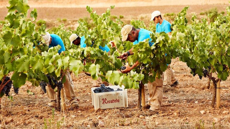 Quattro vini bianchi straordinari da Spagna e Portogallo