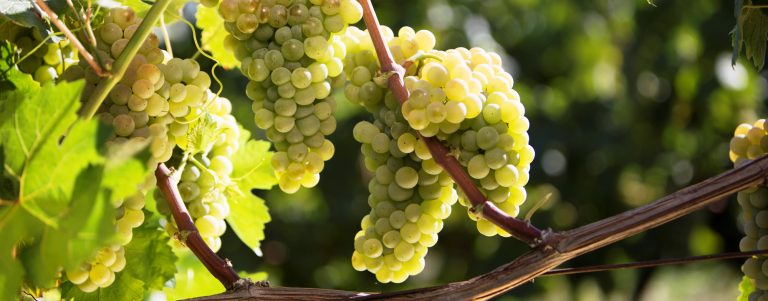 Ecco i migliori Verdicchio di Castelli di Jesi delle ultime annate
