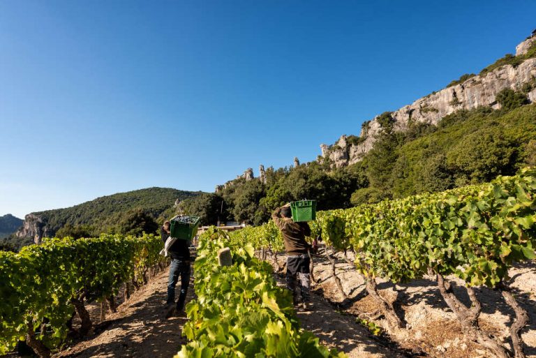 Ecco i migliori Cannonau di Sardegna delle ultime annate
