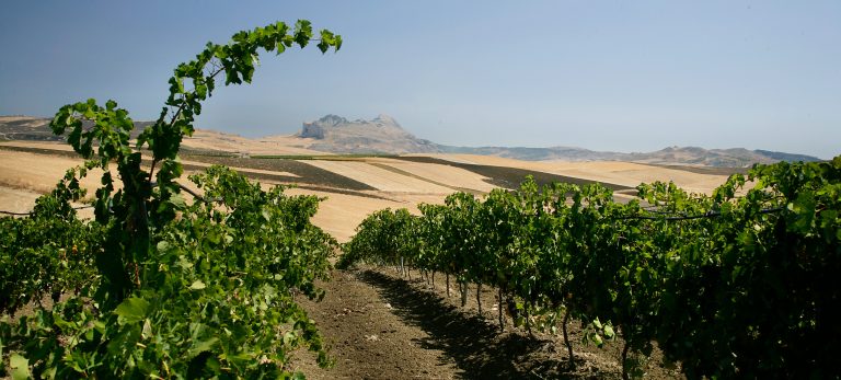La Sicilia che non ti aspetti: cinque vini straordinari di piccoli vignaioli