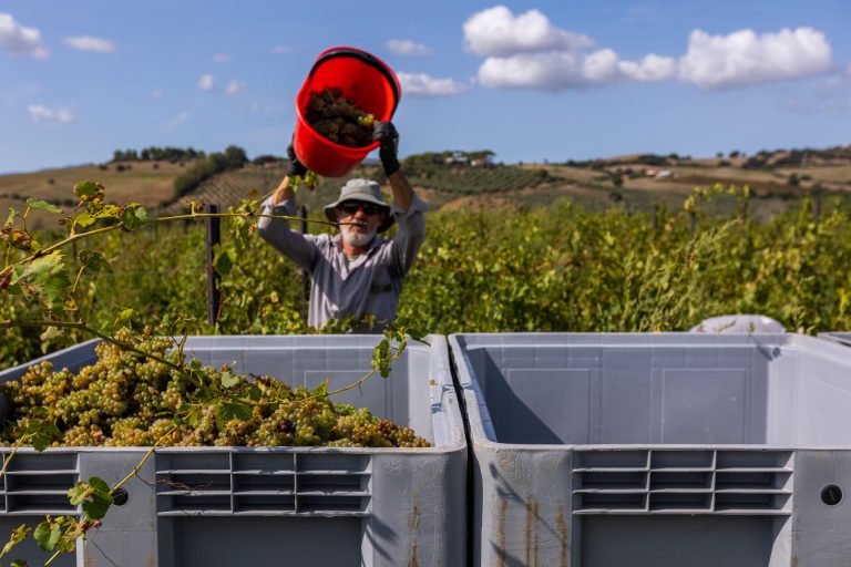 I vitigni autoctoni italiani più promettenti secondo Decanter