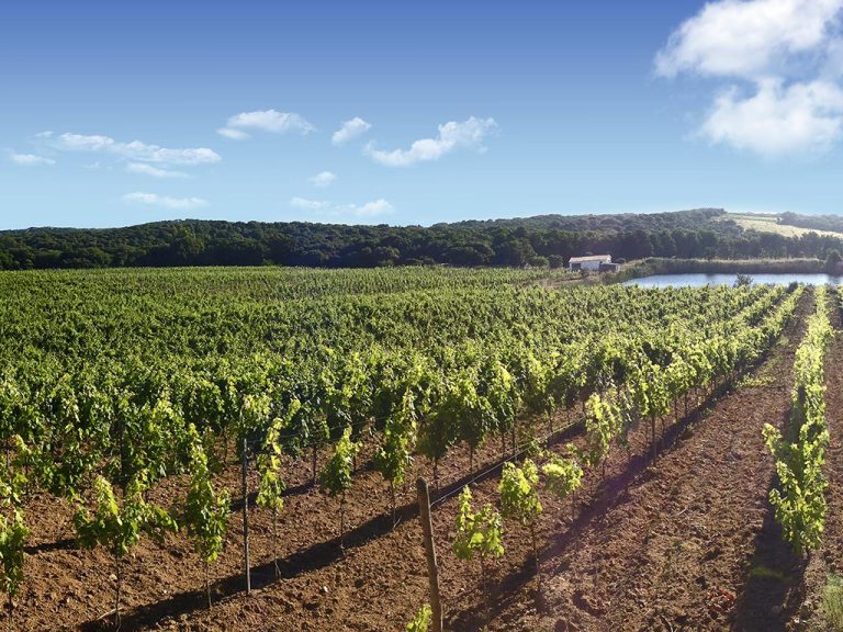 Il Vermentino di Gallura che sfida i grandi bianchi del mondo