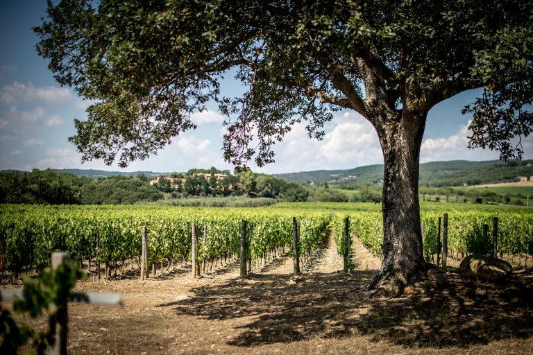 Un nuovo Brunello di Montalcino nato quasi per caso che ci ha stupito