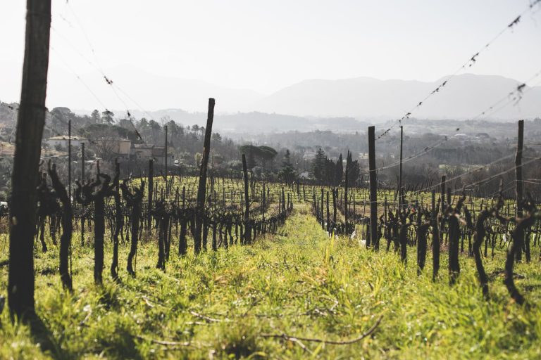 La Toscana che non ti aspetti: otto vini sorprendenti tra Lucchesia e Garfagnana