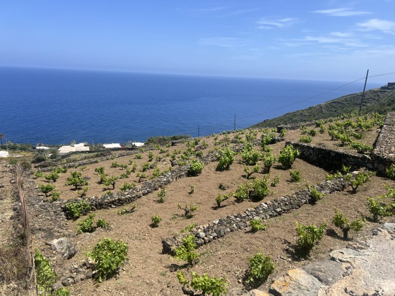 La Sicilia dei bianchi tra sorprese e perplessità: il punto su vini ed ultime annate