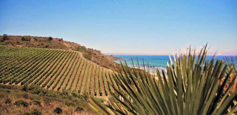 Altro che Etna: da qui è partito davvero il rinascimento del vino siciliano